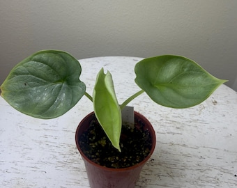 May include: A small potted plant with three green leaves. The leaves are heart-shaped and have a textured surface. The pot is brown and filled with soil. The plant is set against a white background.