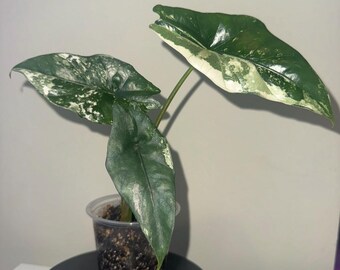 Alocasia Amazonica Splash (2.5 In) - Starter Plant - Etsy