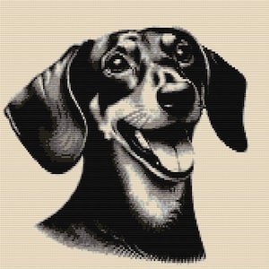Peut inclure: Illustration en noir et blanc d'un teckel avec la langue tirée. Le chien regarde vers la droite et a une expression joyeuse.