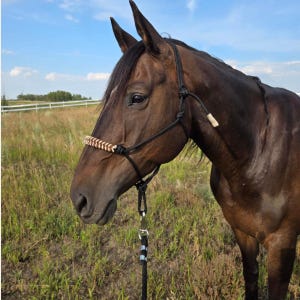 May include: A brown horse wearing a black rope halter with a brown braided noseband. The horse is standing in a field of green grass.