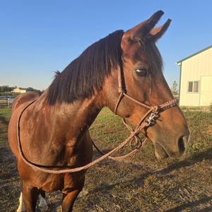 Custom hand-dyed yacht rope bitless bridle/ halter combo with matching 12 strand braided paracord reins