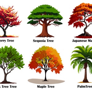 May include: A collection of six different tree illustrations. The trees include a Cherry Tree, Sequoia Tree, Japanese Maple, Oak Tree Tree, Maple Tree, and Palm Tree. Each tree is labeled with its name.