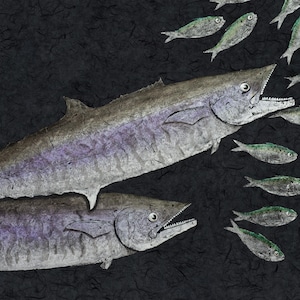 Gyotaku "Kingfish" all'attacco dello sgombro reale - Edizione limitata Giclée su carta d'archivio / Firmato a mano e timbrato