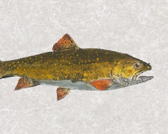 Brook Trout Gyotaku  – Limited Edition Reproduction - Fish Art Print – Archival Pigments on Fine Art Paper – Hand Signed & Numbered