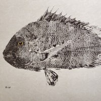 Sheepshead Art: Sheepshead Drawing, Sheepshead Fishing, Sheepshead ...