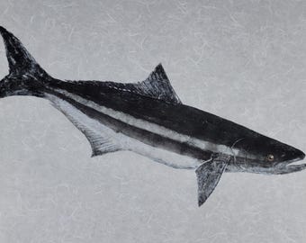 Cobia Gyotaku - Limited Edition Giclée on Archival Paper | Hand Signed & Stamped