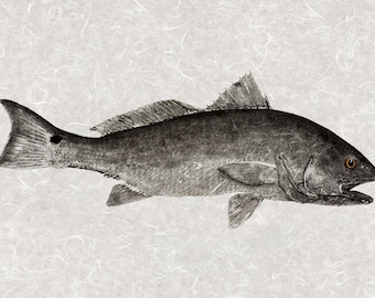 Redfish – Limited Edition Gyotaku Art Print | Hand Signed & Stamped | Coastal Wall Art by Inkfish