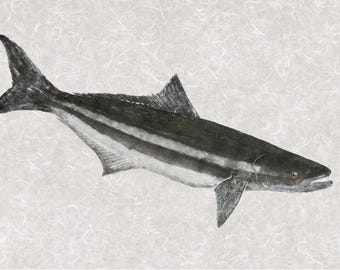 Cobia Gyotaku - Limited Edition Giclée on Archival Paper | Hand Signed & Stamped
