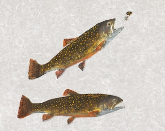 Brook Trout Strike Gyotaku  – Limited Edition Reproduction Fish Art Print – Archival Pigments on Fine Art Paper – Hand Signed & Numbered