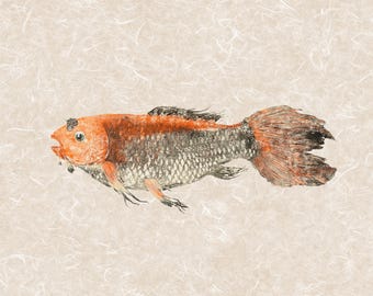 Butterfly Koi Gyotaku – Limited Edition Giclée on Archival Paper | Hand Signed & Stamped