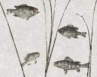 Northwoods Panfish Gyotaku – Limited Edition Giclée on Archival Paper | Hand Signed & Numbered