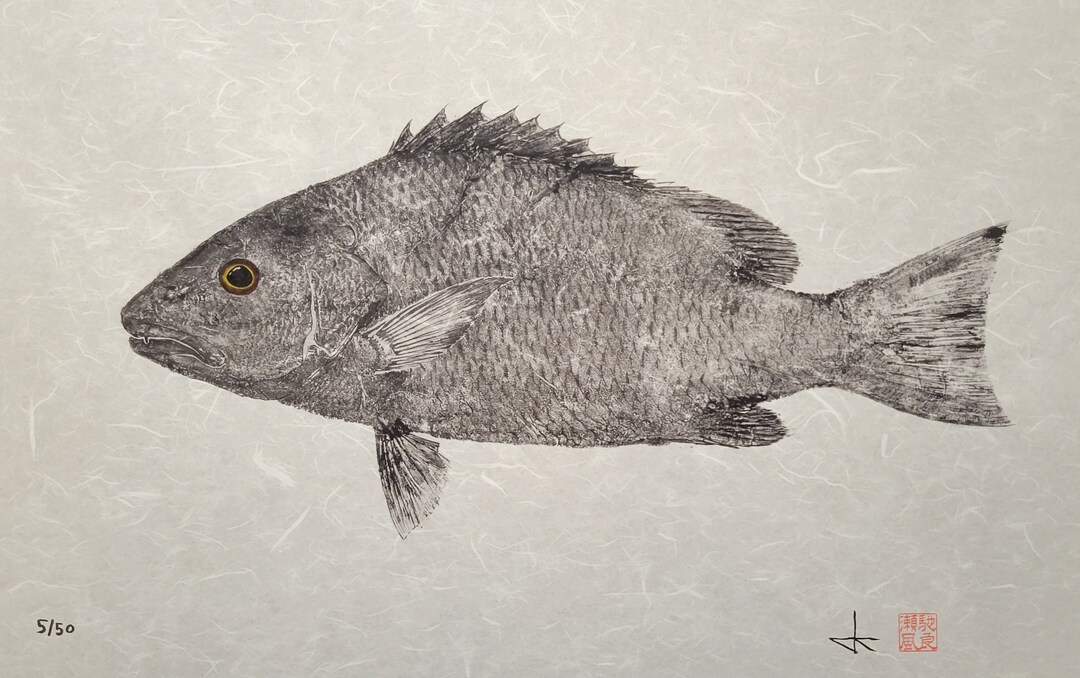 Mangrove Snapper Gyotaku Print – Limited Edition Giclée Reproduction ...