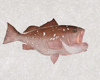Red Grouper Gyotaku Print – Limited Edition Reproduction – Signed & Numbered