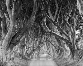 The Dark Hedges, Northern Ireland, B&W Mounted Print for 8x10 Frame