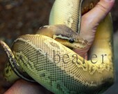 Ball Python Wrapped Around - Digital Download Nature Photo