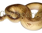 Butter Black Pewter Ball Python Photo