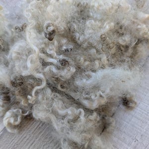 BFL Lamb Curly Wool Locks - Gotland Cross - Natural Colored