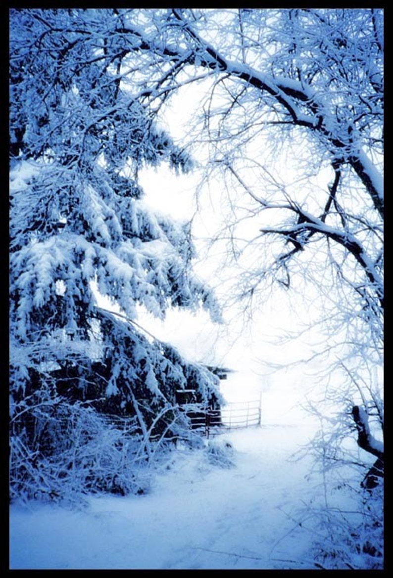 Blue Winter Print image 1