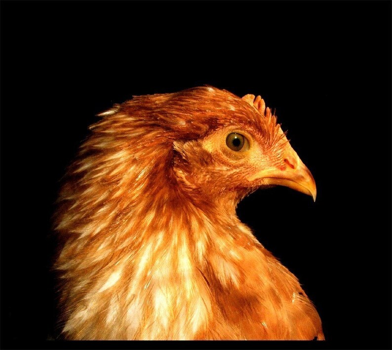 паррандачилик. золотистая курица. Golden hen. Golden hen. Golden hen.