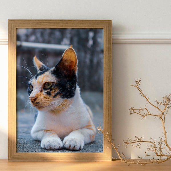 Cat printable art, Digital cat photograph, Pet portraits, kitten print, cat close up portrait, Stunning cat photo, SWAT Kats, cat prints