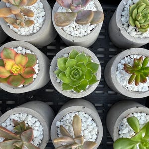 May include: An overhead shot of several small succulent plants in grey concrete pots. Each pot is filled with white pebbles. The succulents display a variety of colours, including green, red, and yellow.