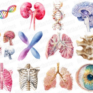 Anatomy Clipart Bundle Human Organs and Medical Illustrations (digital ...