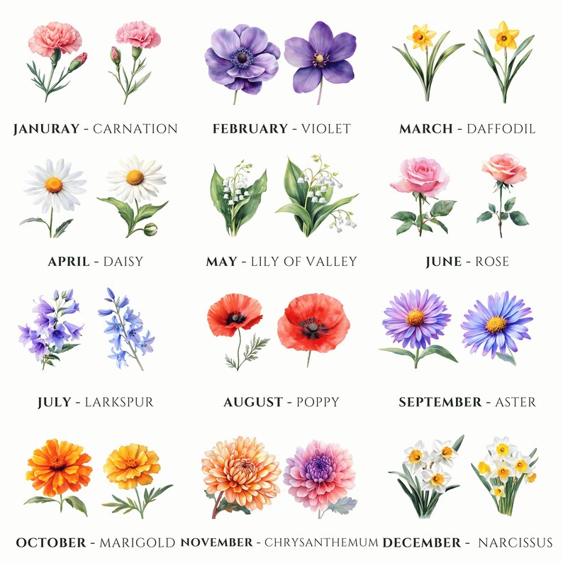 flower clipart digital birth flowers monthly floral designs zodiac flower graphics birth month art watercolor flowers botanical clipart birth month illustrations monthly flower clipart printable birth flower designs