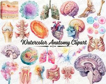 Paquete de imágenes prediseñadas de anatomía: órganos humanos e ilustraciones médicas (descarga digital)