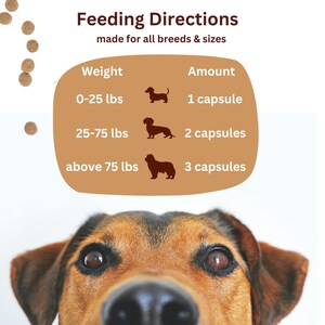 May include: A brown and black dog looking up at the camera. A chart with feeding directions for dogs of different weights is above the dog. The chart shows the amount of capsules to give based on the dog's weight. The chart says "Feeding Directions made for all breeds & sizes". The chart has the following information: Weight: 0-25 lbs, Amount: 1 capsule; Weight: 25-75 lbs, Amount: 2 capsules; Weight: above 75 lbs, Amount: 3 capsules.