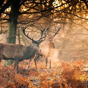 May include: A white ceramic mug with a black handle and the text "But First, Coffee" in a bold, black font. The mug is set against a neutral background, highlighting its simple design.