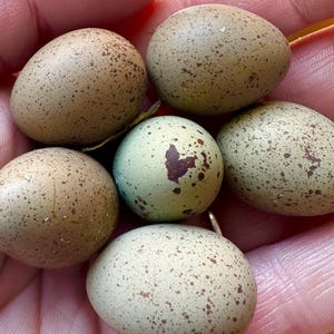 Puede incluir: Primer plano de seis huevos moteados en varios tonos de verde y marrón. Los huevos, de forma ovalada, se sostienen en una mano. Presentan patrones únicos y una apariencia natural y orgánica.