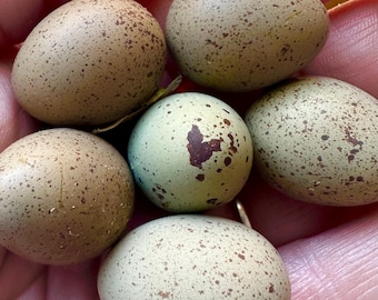 Huevos de codorniz frescos