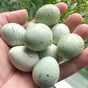Puede incluir: Una colección de ocho huevos pequeños de forma ovalada con una cáscara lisa de color verde menta pálido. Cada huevo presenta un patrón único de motas de color marrón oscuro o negro dispersas por la superficie, variando en tamaño y densidad.