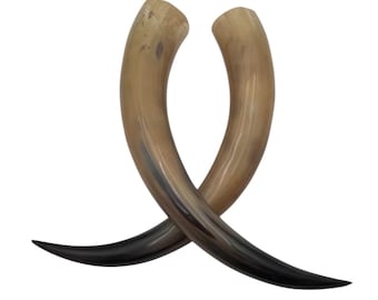 2pc 25" Buffalo Horn Pair, Polished Horn, XL horns, Horn Tips, Marbled Horn, Natural Horn, Carving Horn, Hollow Horns, Horn Decor, HPX01