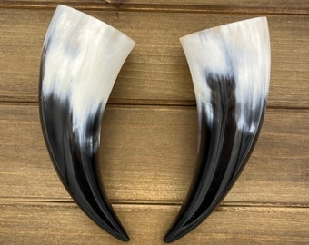 2pc 6" Water Buffalo Horn Pair, Polished Horn, Longhorn Tip, Steer Horn Tusk, Marbled Horn, Natural Horn, Carving Horn, Hollow, HHP093