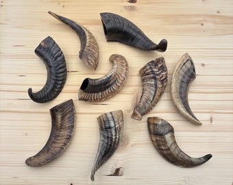 Cuernos de carnero grandes, de 12,7 a 20,3 cm, jaspeados, naturales, de animal, para disfraz, vikingos, retorcidos, RH02, de oveja