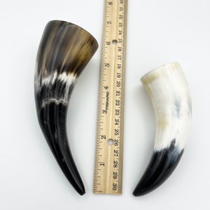 4-6 Water Buffalo Horn, Polished Horn, Longhorn Tip, Steer Horn Tusk, Marble Horn, Natural Horn, Carving Horn, Hollow, Display, Cow, MHN56 image 6