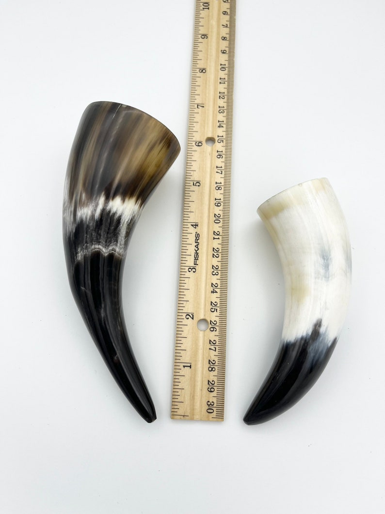 4-6 Water Buffalo Horn, Polished Horn, Longhorn Tip, Steer Horn Tusk, Marble Horn, Natural Horn, Carving Horn, Hollow, Display, Cow, MHN56 image 6