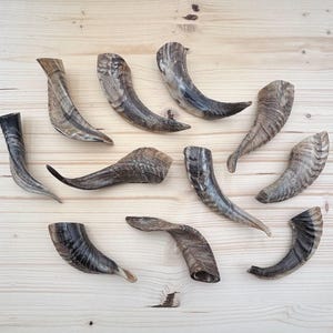 May include: A collection of curved, natural-toned horns arranged on a light wood surface. The horns vary in size and shape, displaying a range of brown, gray, and cream hues. The textures include smooth and ridged surfaces, creating a rustic aesthetic.