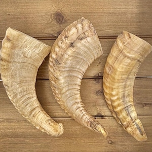Peut inclure: Trois cornes de bélier incurvées et de couleur claire, avec une surface texturée, sont disposées sur un fond en bois. Les cornes ont un aspect naturel et organique, avec des variations de couleur et de motif. Elles sont probablement utilisées à des fins décoratives ou cérémonielles.