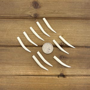 Set of 1.75" Natural Bone Tusks NO HOLES, Buffalo Bone, Tusk Replacement Pieces, Carved Bone Tusks, Pair of Tusks or Individual Tusks, Spike image 13
