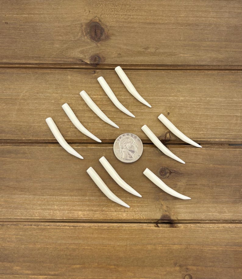 Set of 1.75" Natural Bone Tusks NO HOLES, Buffalo Bone, Tusk Replacement Pieces, Carved Bone Tusks, Pair of Tusks or Individual Tusks, Spike image 13