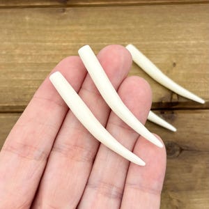 May include: Three smooth, off-white, curved, tapered horn-shaped objects with a polished finish. Two of the objects are held in the palm of a hand, while one additional matching object is positioned separately in the background.
