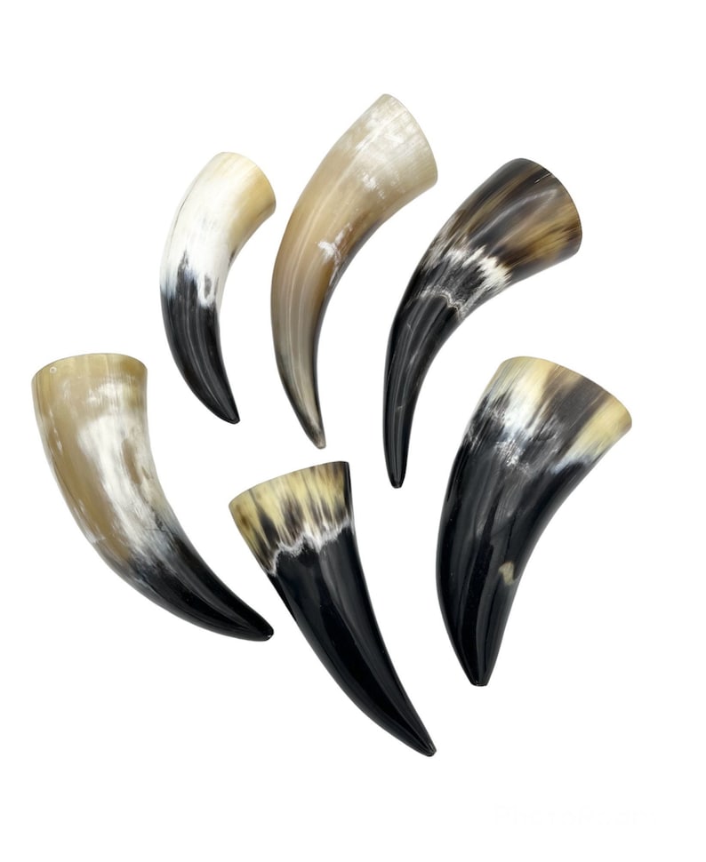 4-6 Water Buffalo Horn, Polished Horn, Longhorn Tip, Steer Horn Tusk, Marble Horn, Natural Horn, Carving Horn, Hollow, Display, Cow, MHN56 image 1