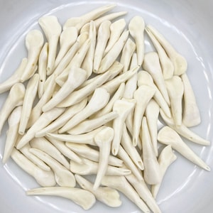 10pc Water Buffalo Teeth, Bone Tooth, Bone Beads, Tooth Pendant, Tribal Beads, Animal Teeth, Buffalo Bone, Tusk Pendants, Jewelry Supplies