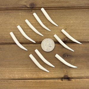 Set of 1.75" Natural Bone Tusks NO HOLES, Buffalo Bone, Tusk Replacement Pieces, Carved Bone Tusks, Pair of Tusks or Individual Tusks, Spike image 3