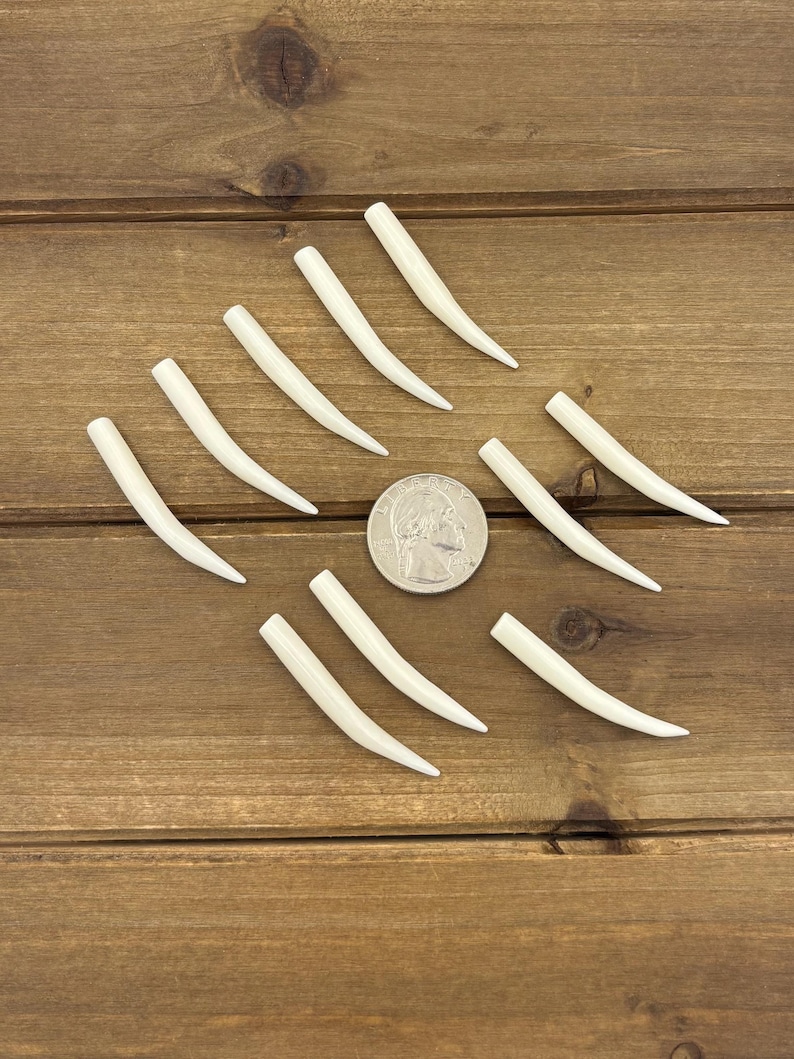 Set of 1.75" Natural Bone Tusks NO HOLES, Buffalo Bone, Tusk Replacement Pieces, Carved Bone Tusks, Pair of Tusks or Individual Tusks, Spike image 3