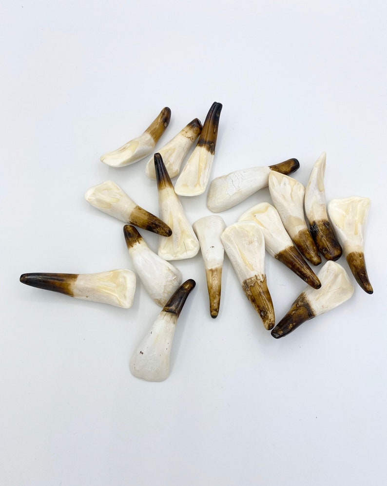 5pc Water Buffalo Teeth Bone Tooth Bone Beads Tooth Etsy