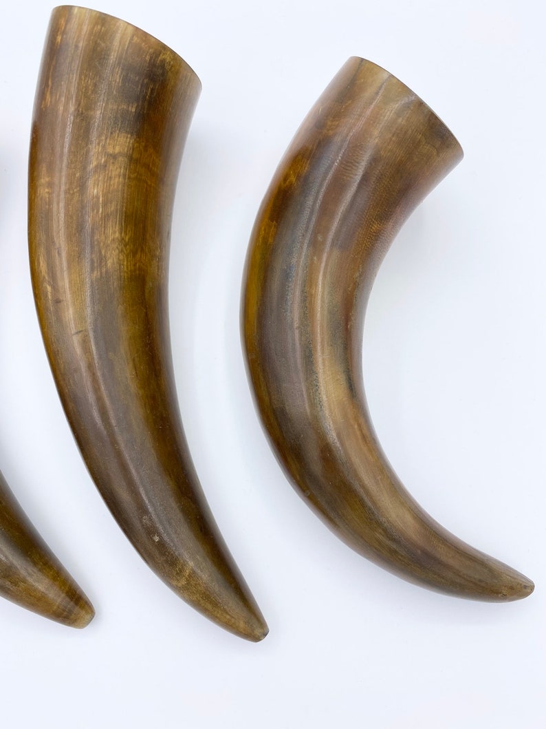 79 Burnt Tip Water Buffalo Horn Polished Horn Etsy