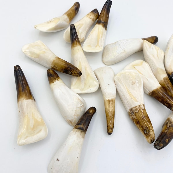 5pc+ Water Buffalo Teeth, Bone Tooth, Bone Beads, Tooth Pendant, Tribal Beads, Animal Teeth, Buffalo Bone, Tusk Pendants, Jewelry Supplies